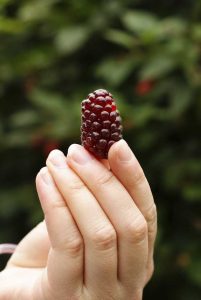 Lire la suite à propos de l’article Temps de récolte de Loganberry : Apprenez quand cueillir les fruits de Loganberry