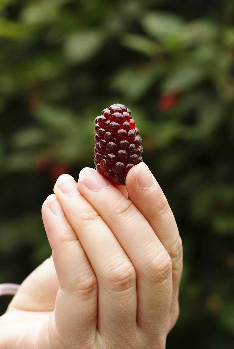 You are currently viewing Temps de récolte de Loganberry : Apprenez quand cueillir les fruits de Loganberry