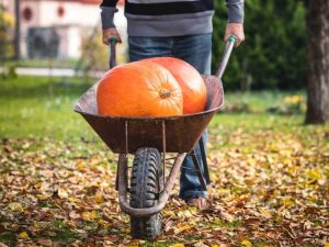 Lire la suite à propos de l’article Comment et quand récolter les citrouilles dans le jardin