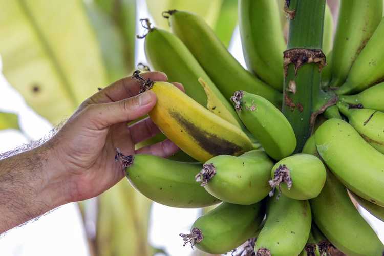 You are currently viewing Problèmes liés aux fruits des bananiers : pourquoi les bananiers meurent-ils après la fructification