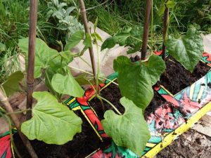 Lire la suite à propos de l’article Planter dans des sacs de terre pour le jardin en conteneur le plus simple jamais conçu