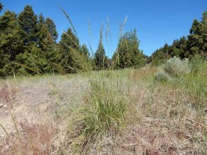 Lire la suite à propos de l’article Informations sur l'herbe verte: Comment faire pousser des plantes d'herbe verte