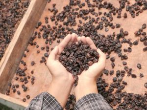 Lire la suite à propos de l’article Comment faire des raisins secs à partir de raisins cultivés sur place