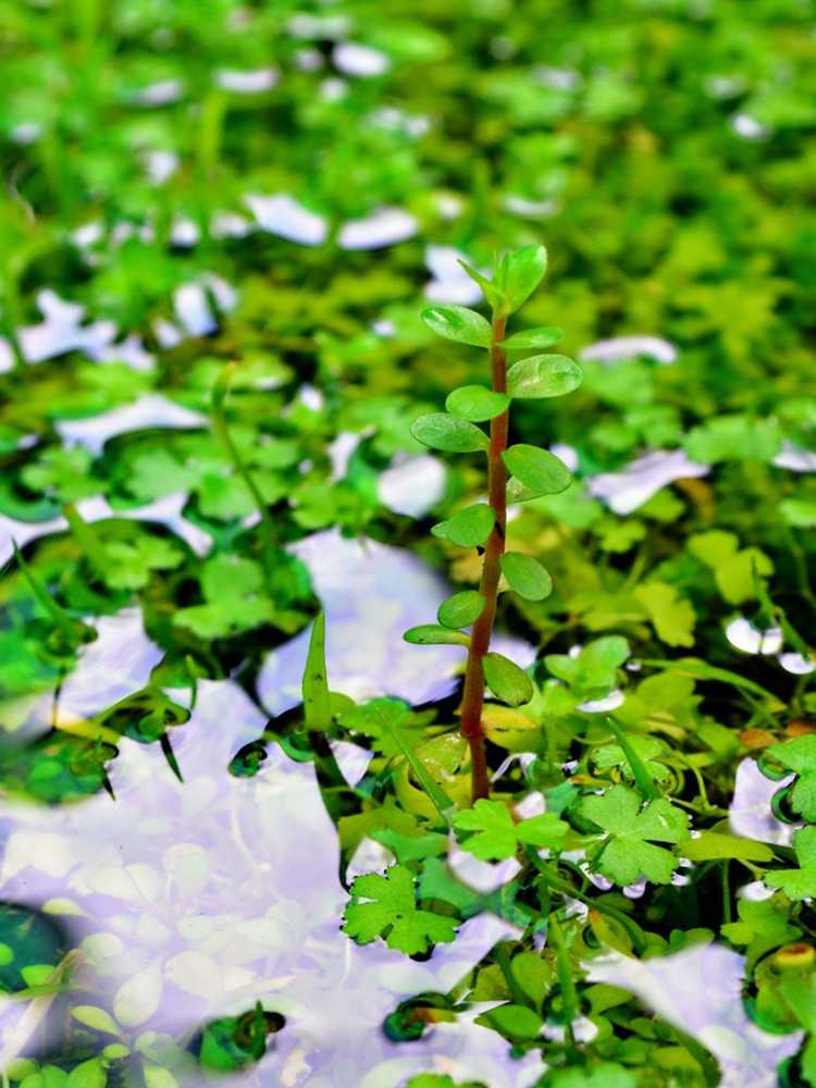 Lire la suite à propos de l’article Plante aquatique Rotala : soins Rotala Rotundifolia pour aquariums