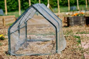 Lire la suite à propos de l’article Avantages des tentes de culture – Conseils sur l'utilisation des tentes de culture pour les plantes