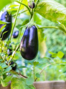 Lire la suite à propos de l’article Symptômes d'Alternaria chez l'aubergine – Comment traiter la brûlure précoce des aubergines