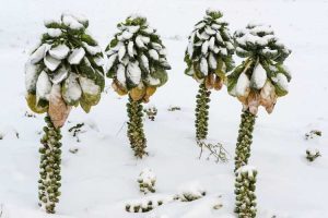 Lire la suite à propos de l’article Soins hivernaux pour les choux de Bruxelles : comment faire pousser des choux de Bruxelles en hiver