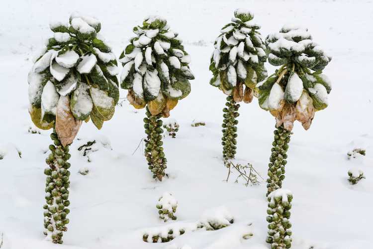 You are currently viewing Soins hivernaux pour les choux de Bruxelles : comment faire pousser des choux de Bruxelles en hiver