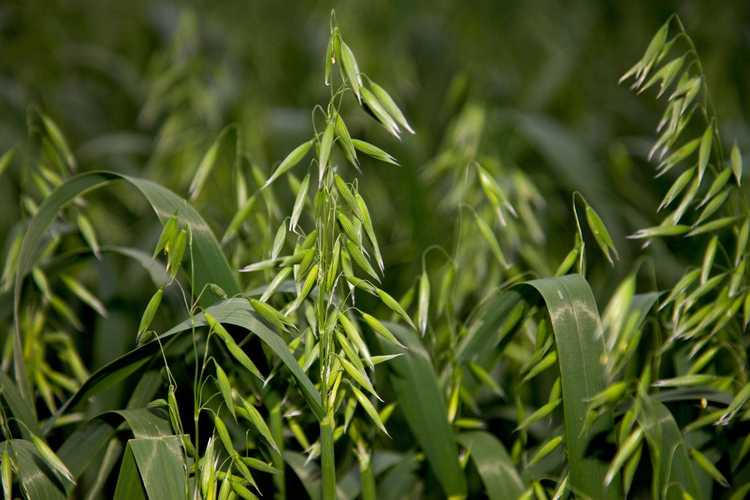 You are currently viewing Utiliser des cultures de couverture dans le jardin : les meilleures cultures de couverture pour les potagers