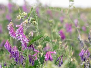 Lire la suite à propos de l’article Informations sur la culture de couverture de vesce velue : avantages de la plantation de vesce velue dans le jardin