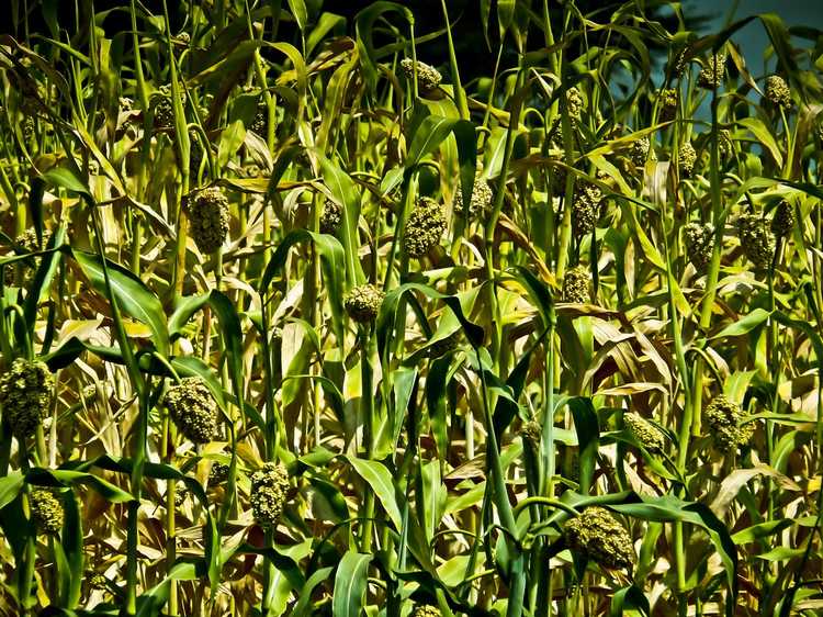 You are currently viewing Cultures de couverture d'herbe du Soudan : Cultiver du sorgho de l'herbe du Soudan dans les jardins