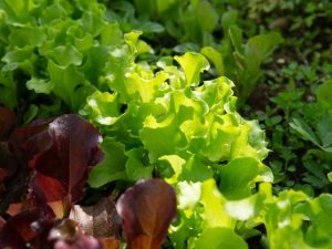 Lire la suite à propos de l’article Plantes qui poussent par temps froid : plantation de printemps pour les cultures de saison froide