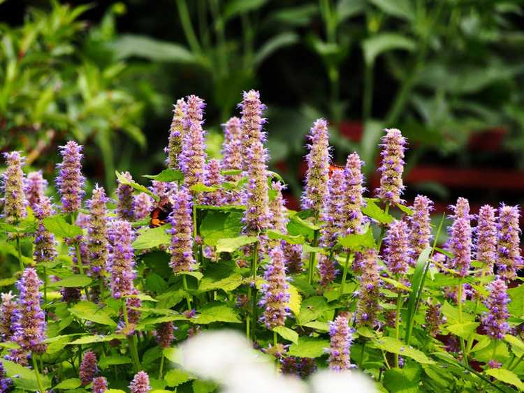 Lire la suite à propos de l’article Idées de bordures de plantes indigènes : choisir des plantes indigènes pour la bordure