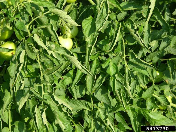 You are currently viewing Enroulement physiologique des feuilles chez la tomate: raisons de l'enroulement physiologique des feuilles sur les tomates