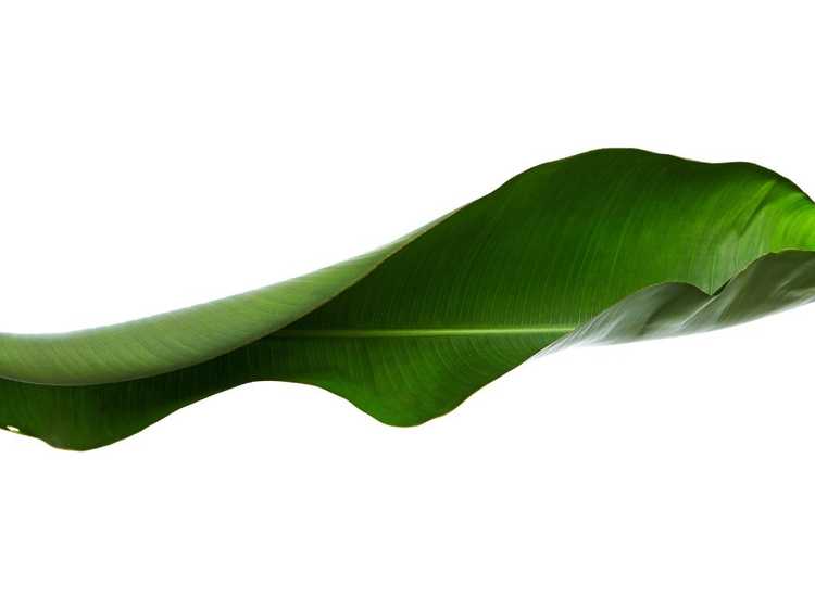 Lire la suite à propos de l’article Curl des feuilles sur les plantes Bird Of Paradise : Pourquoi les feuilles de Bird Of Paradise s'enroulent-elles ?