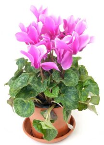 Lire la suite à propos de l’article Soins des cyclamens après la floraison : comment traiter les cyclamens après la floraison