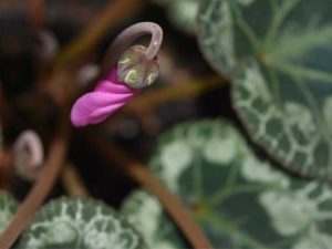 Lire la suite à propos de l’article Cyclamen non fleuri : raisons pour lesquelles les bourgeons du cyclamen ne s'ouvrent pas