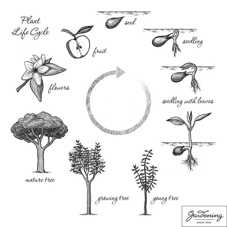 Cycle de vie des plantes