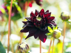 Lire la suite à propos de l’article Variétés de dahlia à fleurs noires et à feuilles noires