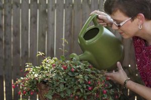 Lire la suite à propos de l’article Besoins en eau du fuchsia : conseils pour arroser les plantes fuchsia