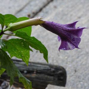 Lire la suite à propos de l’article Plantes de jardin toxiques – Découvrez les plantes de jardin toxiques à surveiller