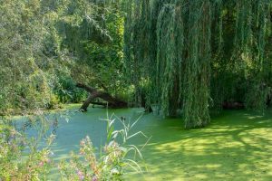 Lire la suite à propos de l’article Étangs à l'ombre – Comment sélectionner des plantes aquatiques tolérantes à l'ombre