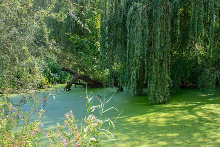 You are currently viewing Étangs à l'ombre – Comment sélectionner des plantes aquatiques tolérantes à l'ombre