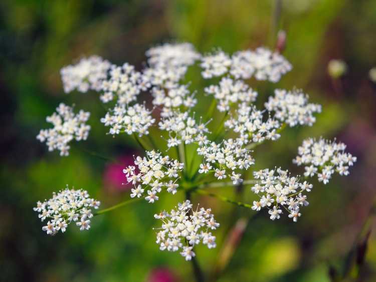 Lire la suite à propos de l’article Côté obscur de la nature – Plantes sinistres à éviter dans le jardin