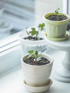 Lire la suite à propos de l’article Propagation des plantes de lierre : la meilleure façon d'enraciner une bouture de lierre