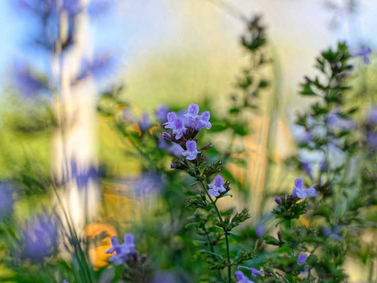 You are currently viewing Petites plantes de calamint: cultiver des herbes de calamint dans le jardin