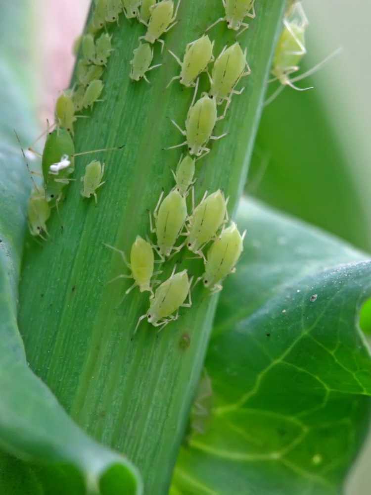 Lire la suite à propos de l’article Insectes et ravageurs courants sur les plantes d'intérieur