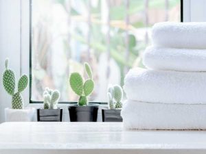 Lire la suite à propos de l’article 5 meilleures plantes succulentes pour une salle de bain