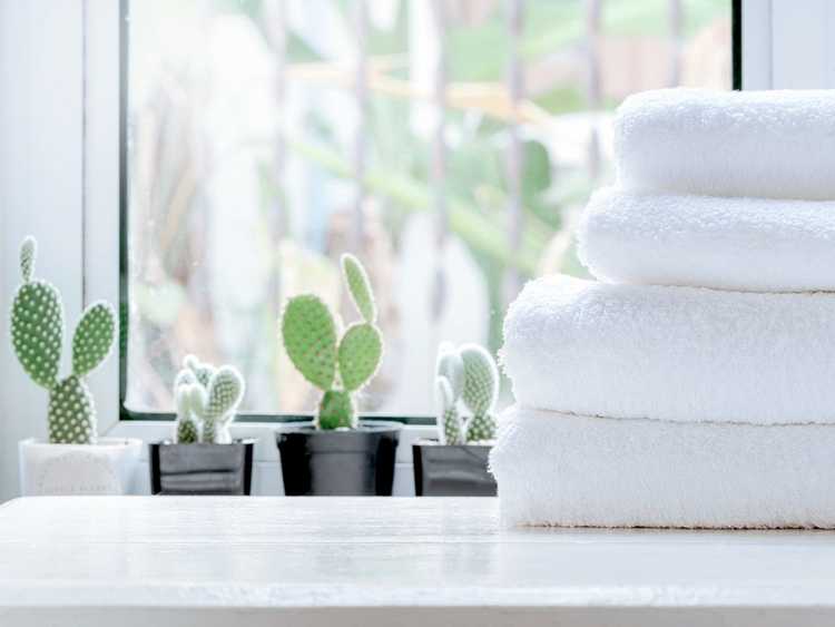 You are currently viewing 5 meilleures plantes succulentes pour une salle de bain