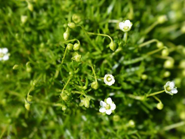 You are currently viewing Plantes de mousse d'Irlande – Cultiver de la mousse d'Irlande dans le jardin