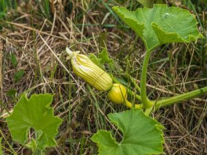 Lire la suite à propos de l’article Chute de fruits à la citrouille : pourquoi mes citrouilles continuent-elles de tomber