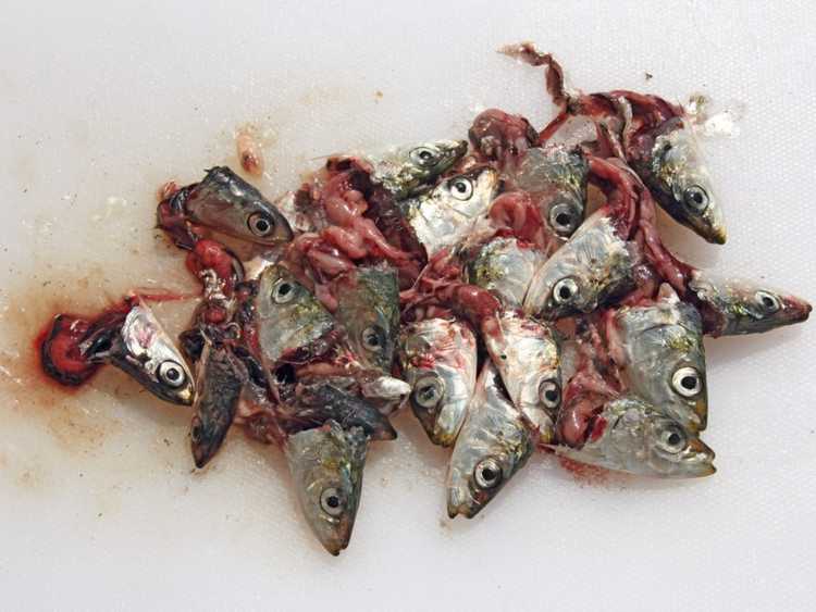 Lire la suite à propos de l’article Compostage des déchets de poisson : conseils pour composter les restes de poisson