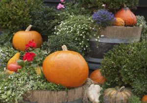 Lire la suite à propos de l’article Plantes inspirées d'Halloween : découvrez les plantes avec un thème d'Halloween