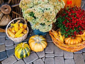 Lire la suite à propos de l’article Décorations naturelles d’Halloween – Cultivez vos propres décorations d’Halloween