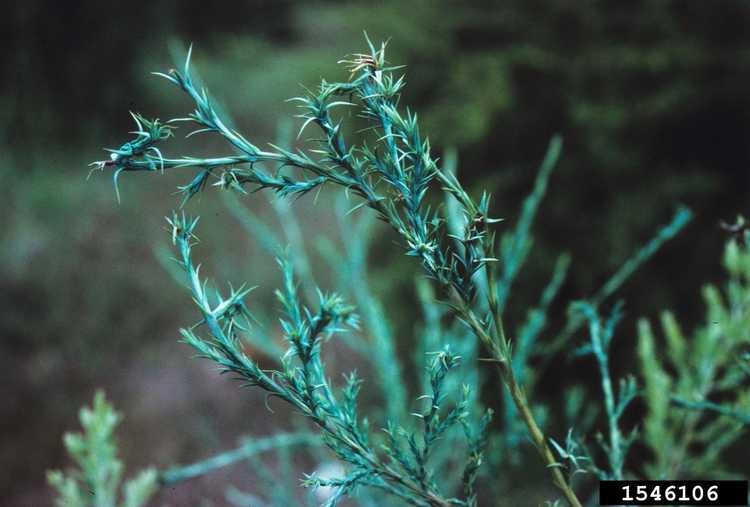 You are currently viewing Que sont les acariens des bourgeons de la rosette ? En savoir plus sur les symptômes et le contrôle des acariens des bourgeons