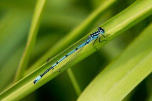 Lire la suite à propos de l’article Insectes demoiselles – Les demoiselles et les libellules sont-elles la même chose