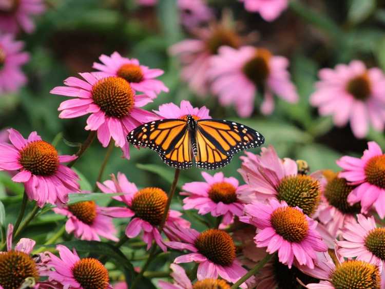 You are currently viewing Comment planter dans des dérives pour les pollinisateurs