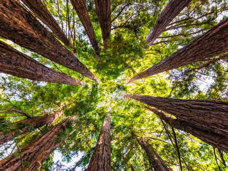 You are currently viewing Meilleurs arbres pour la séquestration du carbone et le changement climatique