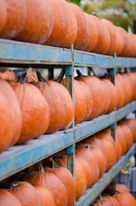 Lire la suite à propos de l’article Stockage des citrouilles après la récolte : découvrez comment conserver les citrouilles