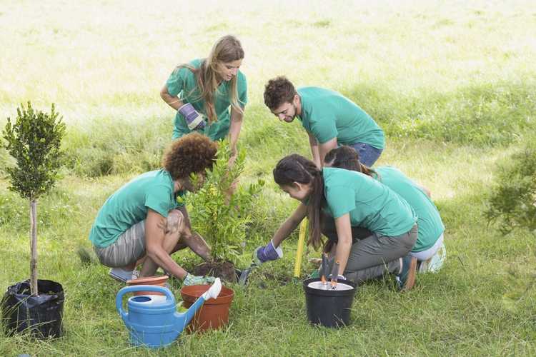 Lire la suite à propos de l’article Bénévoles dans les jardins communautaires – Conseils pour démarrer un jardin communautaire