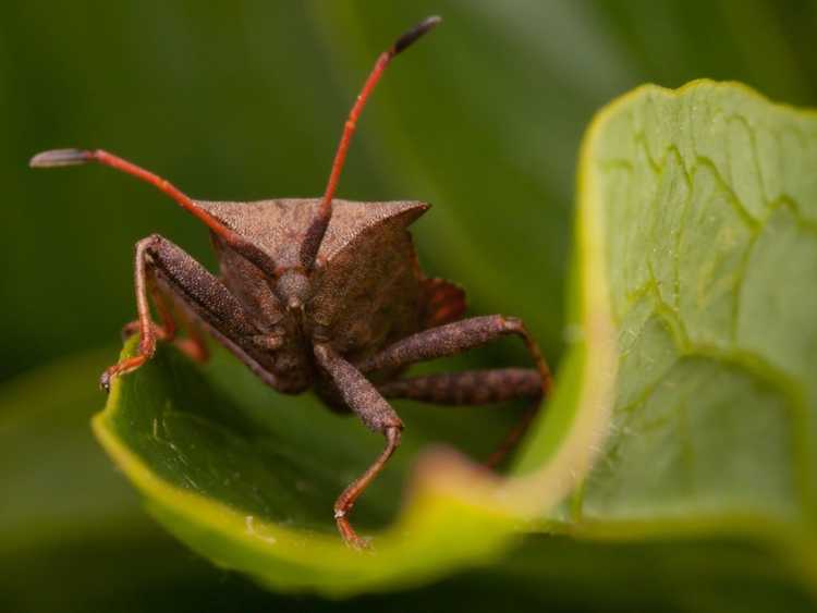 Lire la suite à propos de l’article Comment se débarrasser naturellement des insectes de la courge