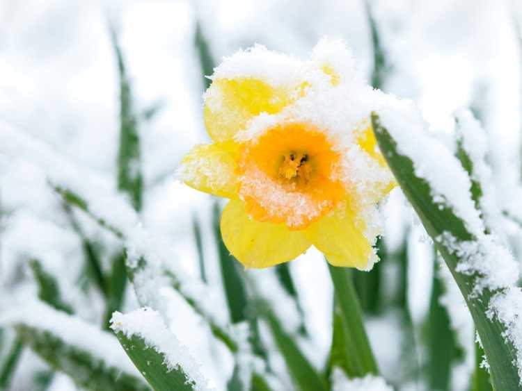 Lire la suite à propos de l’article Dommages causés par le gel sur les plantes : fleurs à floraison précoce et températures glaciales