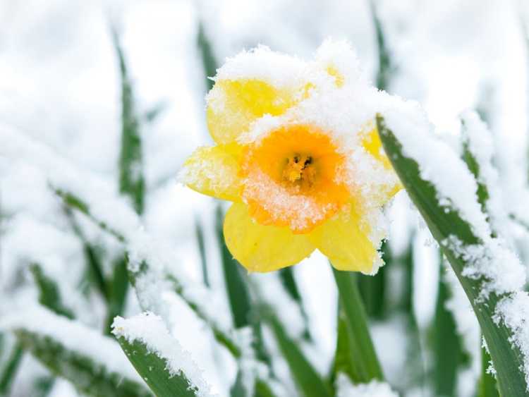 You are currently viewing Dommages causés par le gel sur les plantes : fleurs à floraison précoce et températures glaciales