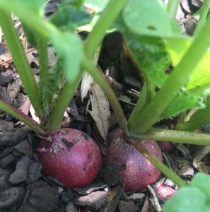 Lire la suite à propos de l’article Légumes à croissance rapide – Découvrez les plantes potagères à croissance rapide