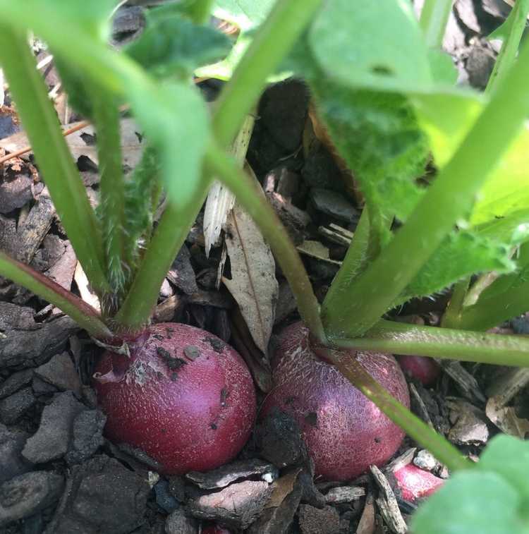 You are currently viewing Légumes à croissance rapide – Découvrez les plantes potagères à croissance rapide