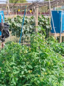 Lire la suite à propos de l’article Support de suspension pour tomates – Comment attacher les plants de tomates au-dessus